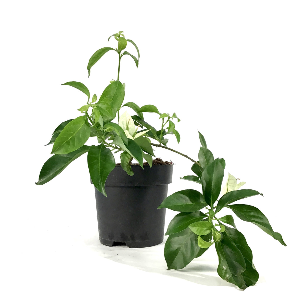 Bougainvillea, 7.5in, Assorted Colours - Floral Acres Greenhouse & Garden Centre