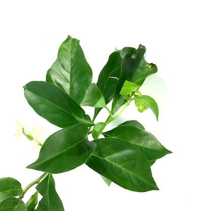 Bougainvillea, 7.5in, Assorted Colours - Floral Acres Greenhouse & Garden Centre