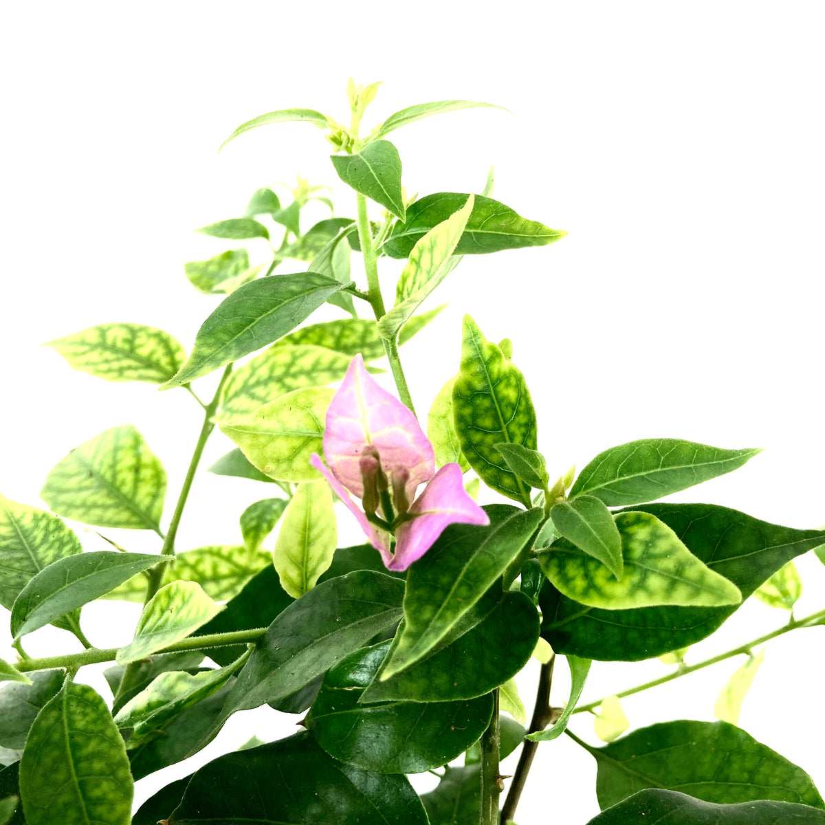Bougainvillea, 7.5in, Assorted Colours - Floral Acres Greenhouse & Garden Centre