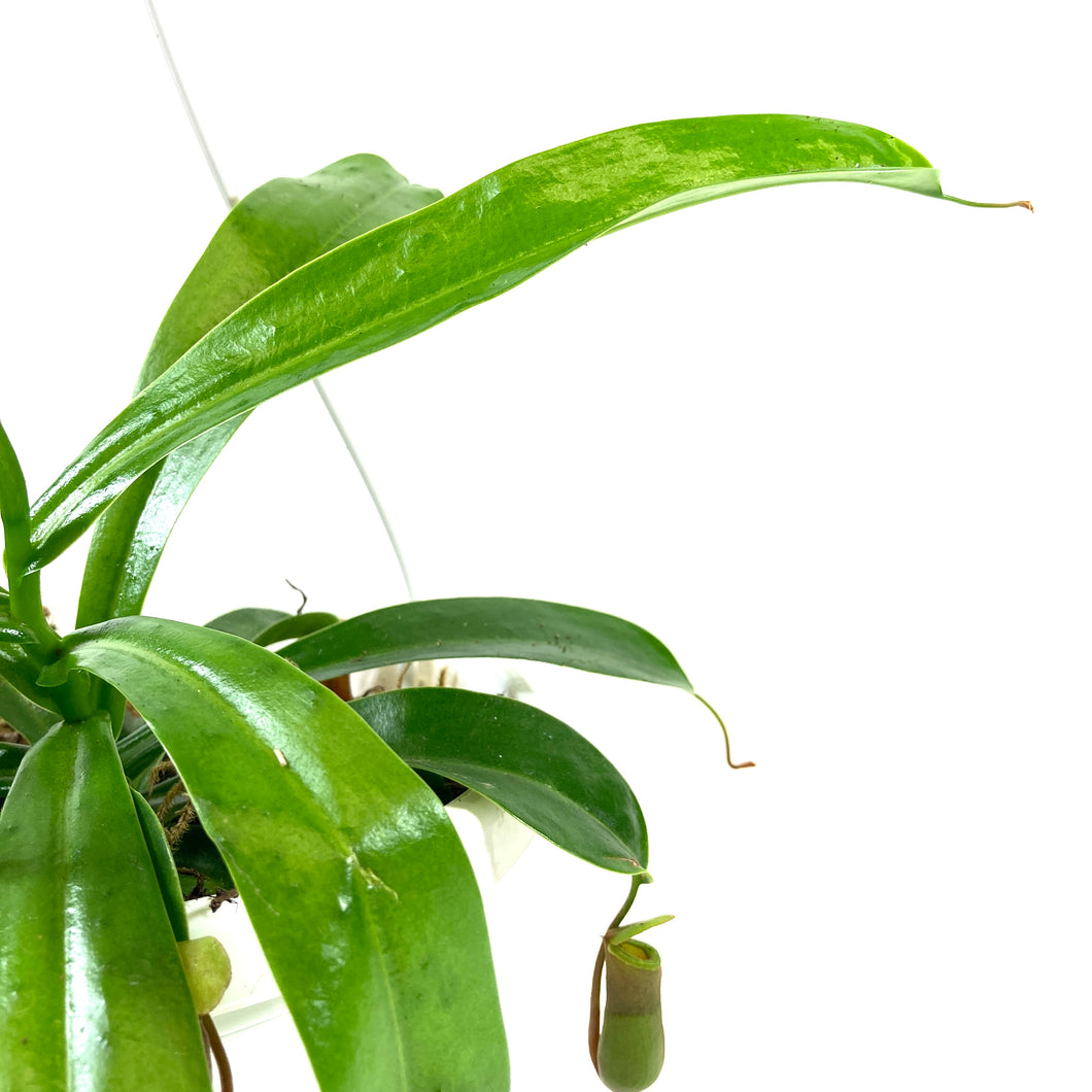 Nepenthes, 7.5in HB, Tropical Pitcher Plant - Floral Acres Greenhouse & Garden Centre