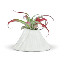 Load image into Gallery viewer, Fancy Plants Volcano Air Plant Holder - Floral Acres Greenhouse &amp; Garden Centre
