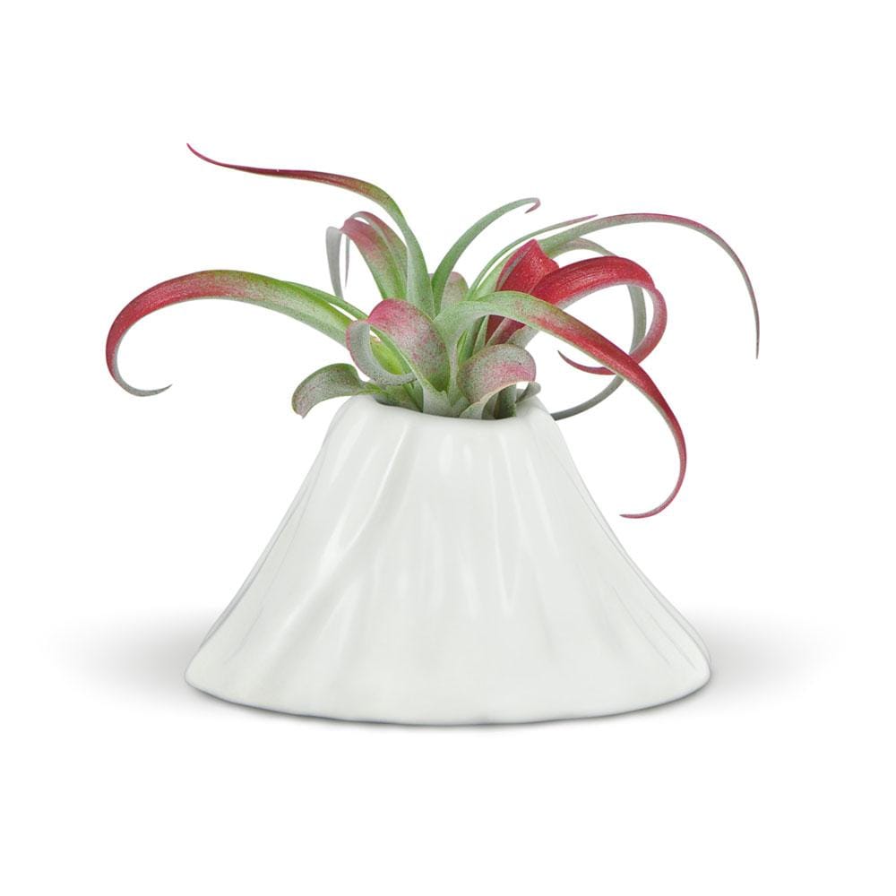 Fancy Plants Volcano Air Plant Holder - Floral Acres Greenhouse & Garden Centre