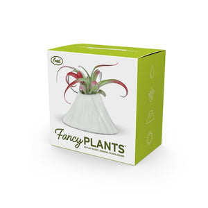 Fancy Plants Volcano Air Plant Holder - Floral Acres Greenhouse & Garden Centre