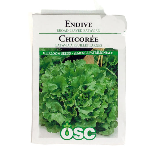 Escarole - Batavian Broad Seeds, OSC
