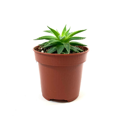 Aloe, 4in, Polyphylla Spiral - Floral Acres Greenhouse & Garden Centre