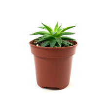 Load image into Gallery viewer, Aloe, 4in, Polyphylla Spiral - Floral Acres Greenhouse &amp; Garden Centre
