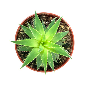 Aloe, 4in, Polyphylla Spiral - Floral Acres Greenhouse & Garden Centre