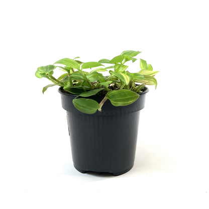 Tradescantia, 4in, Yellow - Floral Acres Greenhouse & Garden Centre
