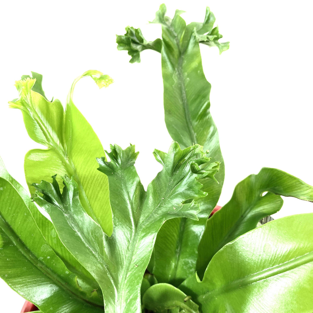japanese crested birds nest fern Fern, 7.5in, Crested Japanese Bird's Nest – Floral Acres Greenhouse & Garden Centre