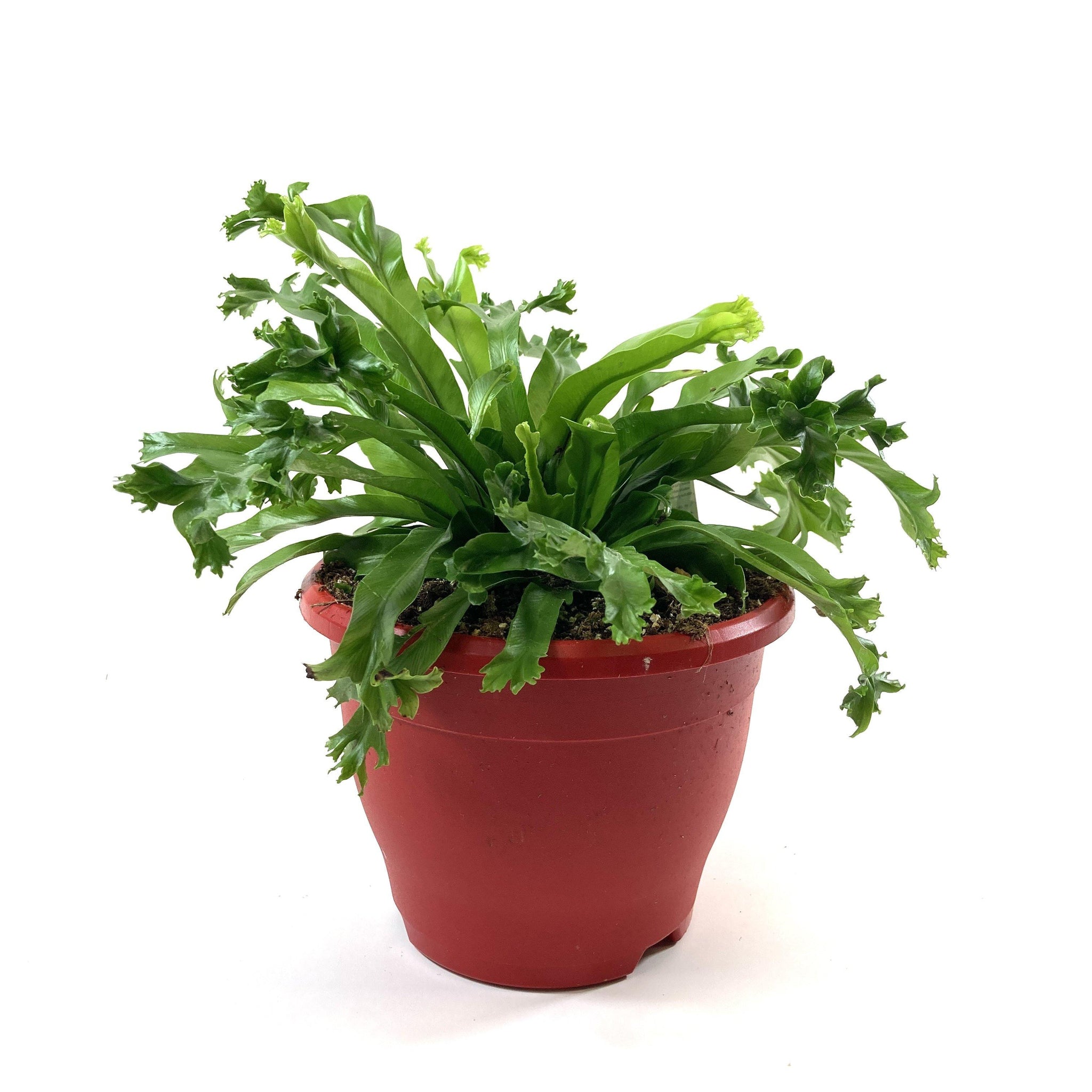 japanese birds nest fern Fern, 7.5in, Crested Japanese Bird's Nest – Floral Acres Greenhouse & Garden Centre