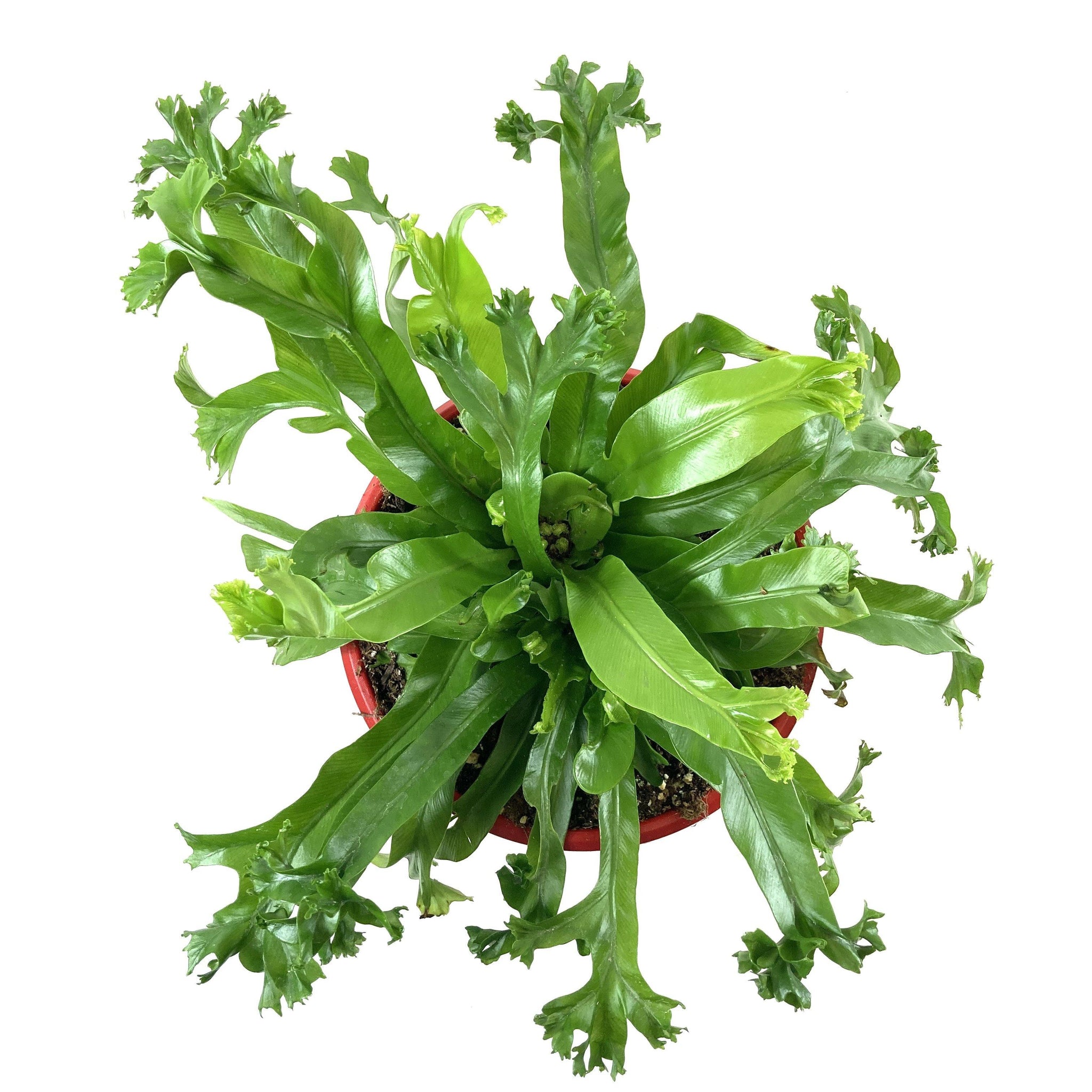 bird's nest fern japanese Fern, 7.5in, Crested Japanese Bird's Nest – Floral Acres Greenhouse & Garden Centre