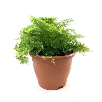 Fern, 7.5in, Boston Marisa - Floral Acres Greenhouse & Garden Centre