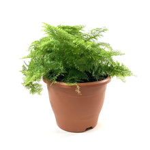 Load image into Gallery viewer, Fern, 7.5in, Boston Marisa - Floral Acres Greenhouse &amp; Garden Centre
