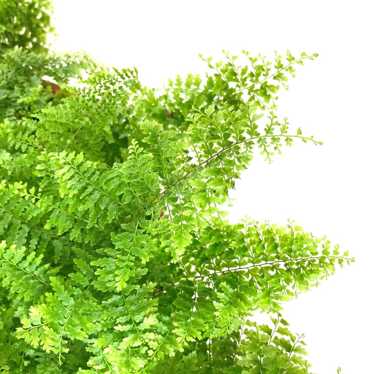 Fern, 7.5in, Boston Marisa - Floral Acres Greenhouse & Garden Centre