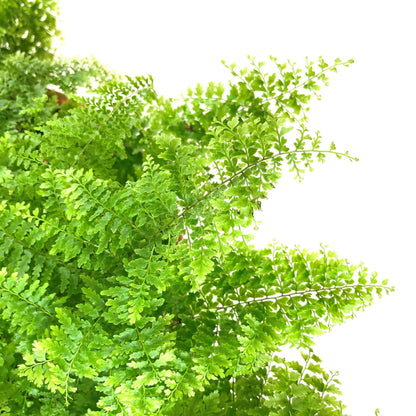 Fern, 7.5in, Boston Marisa - Floral Acres Greenhouse & Garden Centre