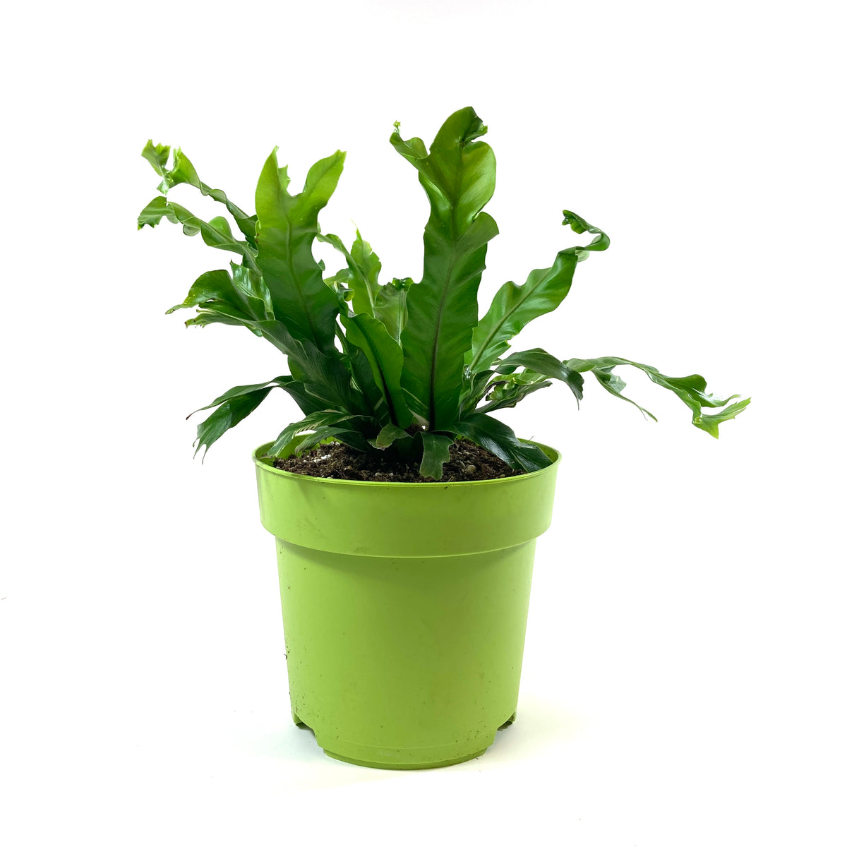Fern, 7.5in, Bird's Nest - Floral Acres Greenhouse & Garden Centre