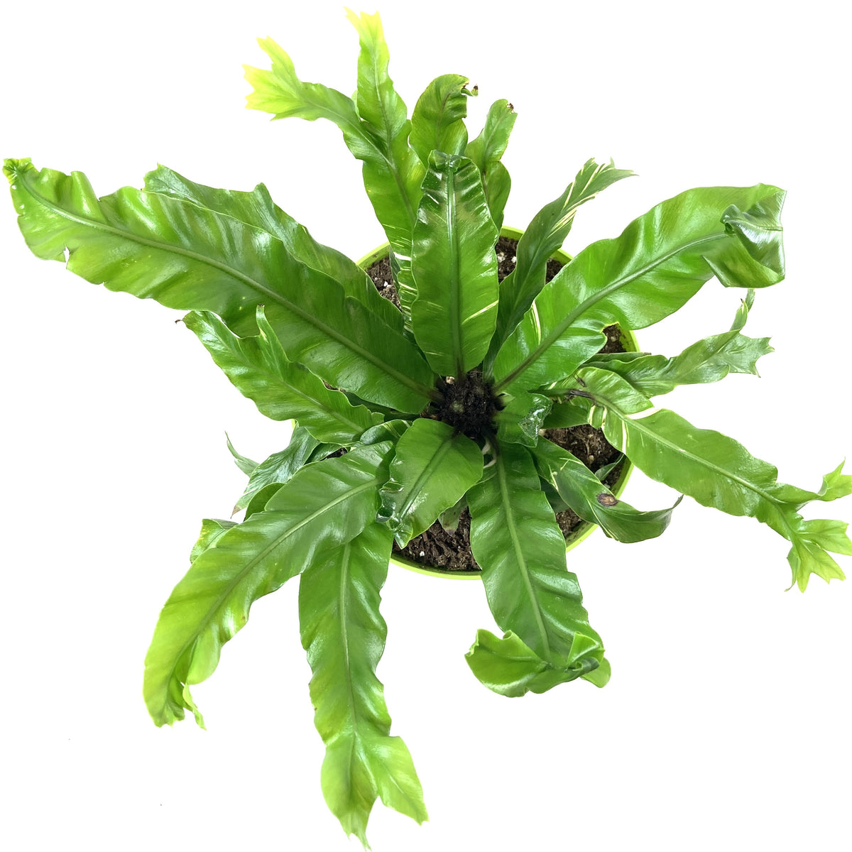 Fern, 7.5in, Bird's Nest - Floral Acres Greenhouse & Garden Centre