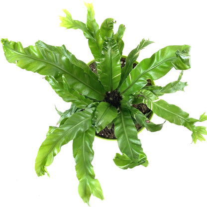 Fern, 7.5in, Bird's Nest - Floral Acres Greenhouse & Garden Centre