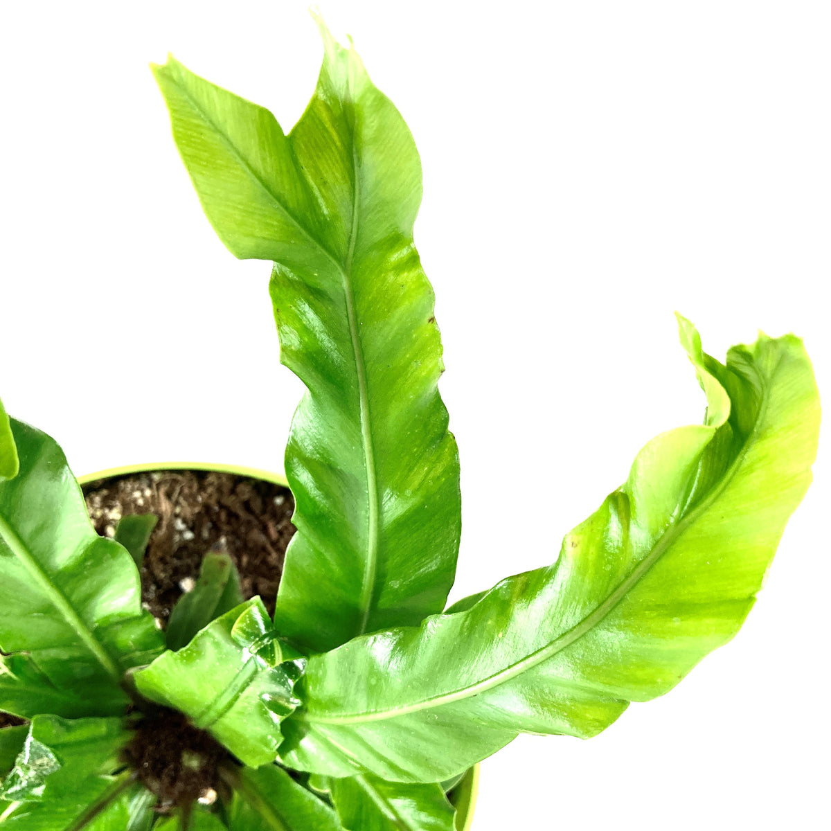 Fern, 7.5in, Bird's Nest - Floral Acres Greenhouse & Garden Centre