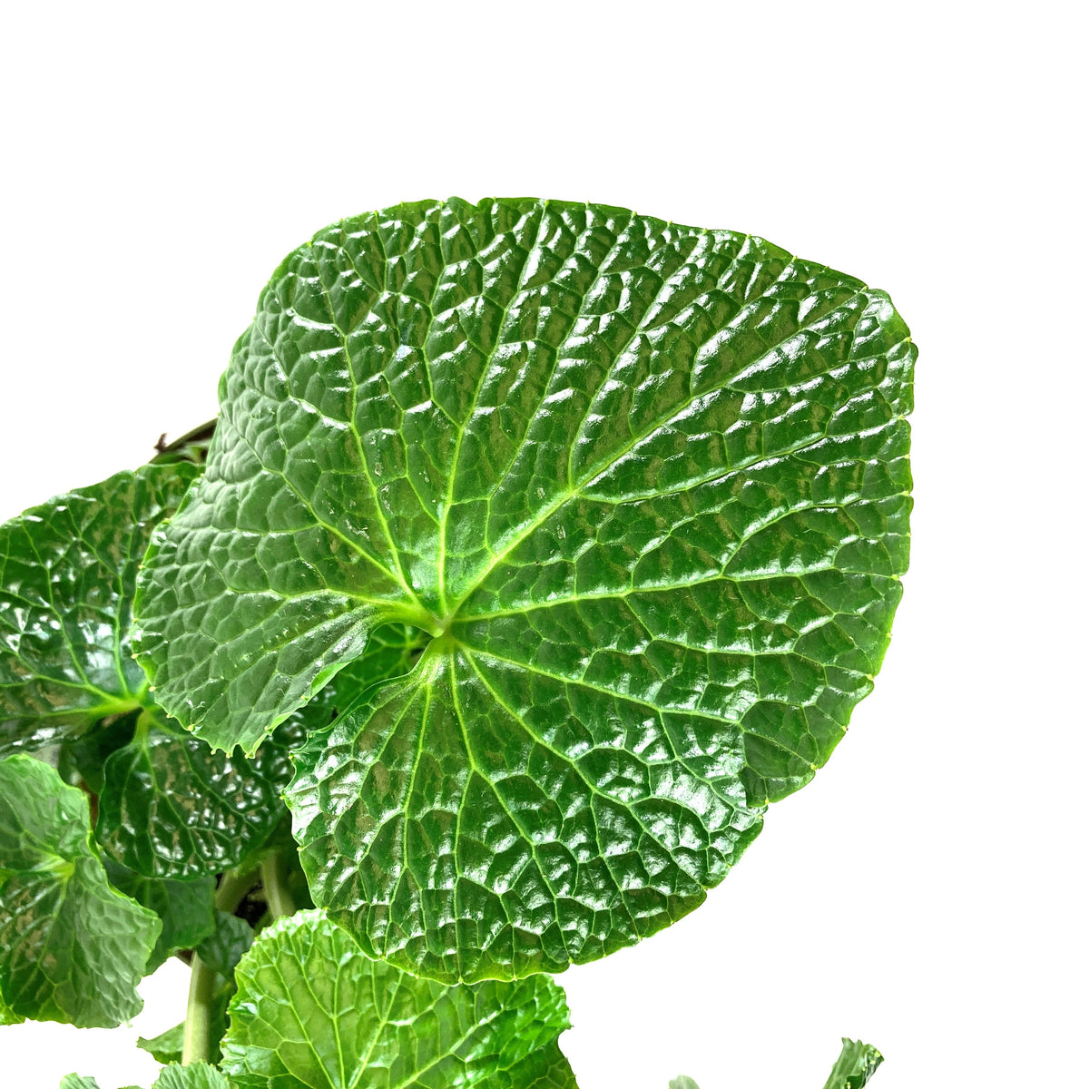 Wasabi, 7.5in, Japonica - Floral Acres Greenhouse & Garden Centre