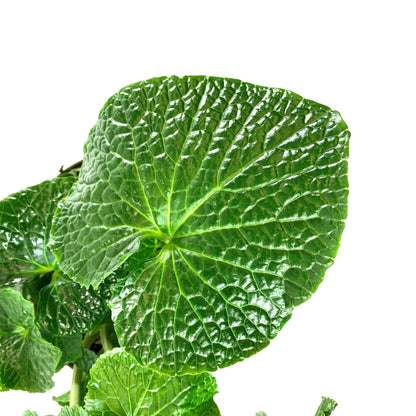 Wasabi, 7.5in, Japonica - Floral Acres Greenhouse & Garden Centre