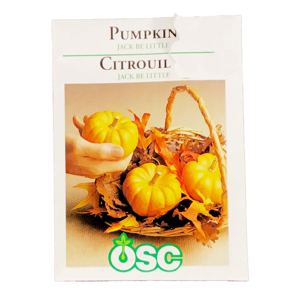 Pumpkin - Jack-Be-Little Miniature Seeds, OSC