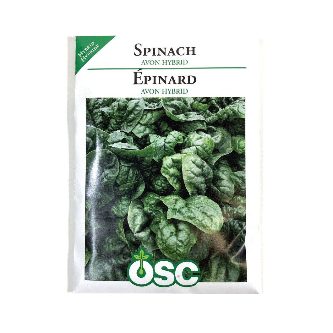 Spinach - Hybrid Avon Seeds, OSC
