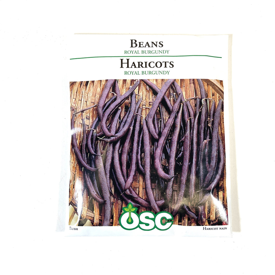 Bean Bush - Royal Burgundy Seeds, OSC Large Pack