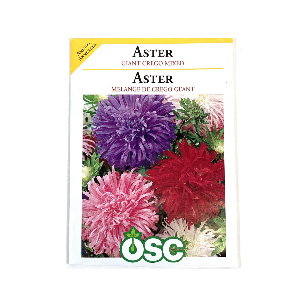 Aster - Giant Crego Seeds, OSC