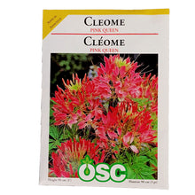 Load image into Gallery viewer, Cleome - Pink Queen Seeds, OSC
