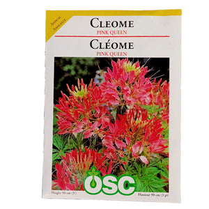 Cleome - Pink Queen Seeds, OSC