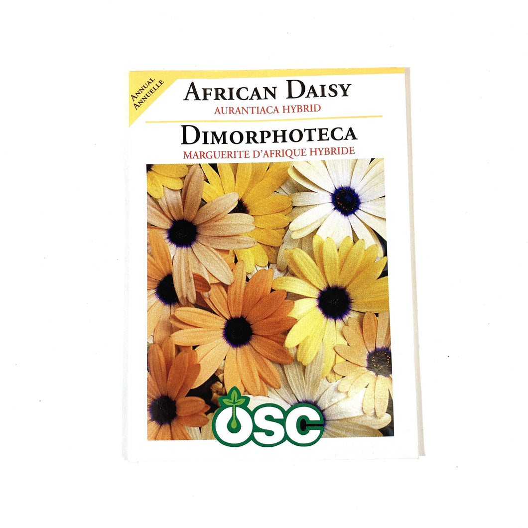 African Daisy - Aurantica Hybrids Seeds, OSC