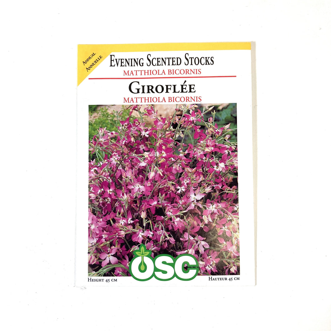 Stock - Evening Scented Seeds, OSC