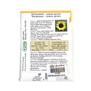 Sunflower - Lemon Queen Seeds, OSC