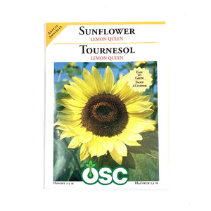 Sunflower - Lemon Queen Seeds, OSC