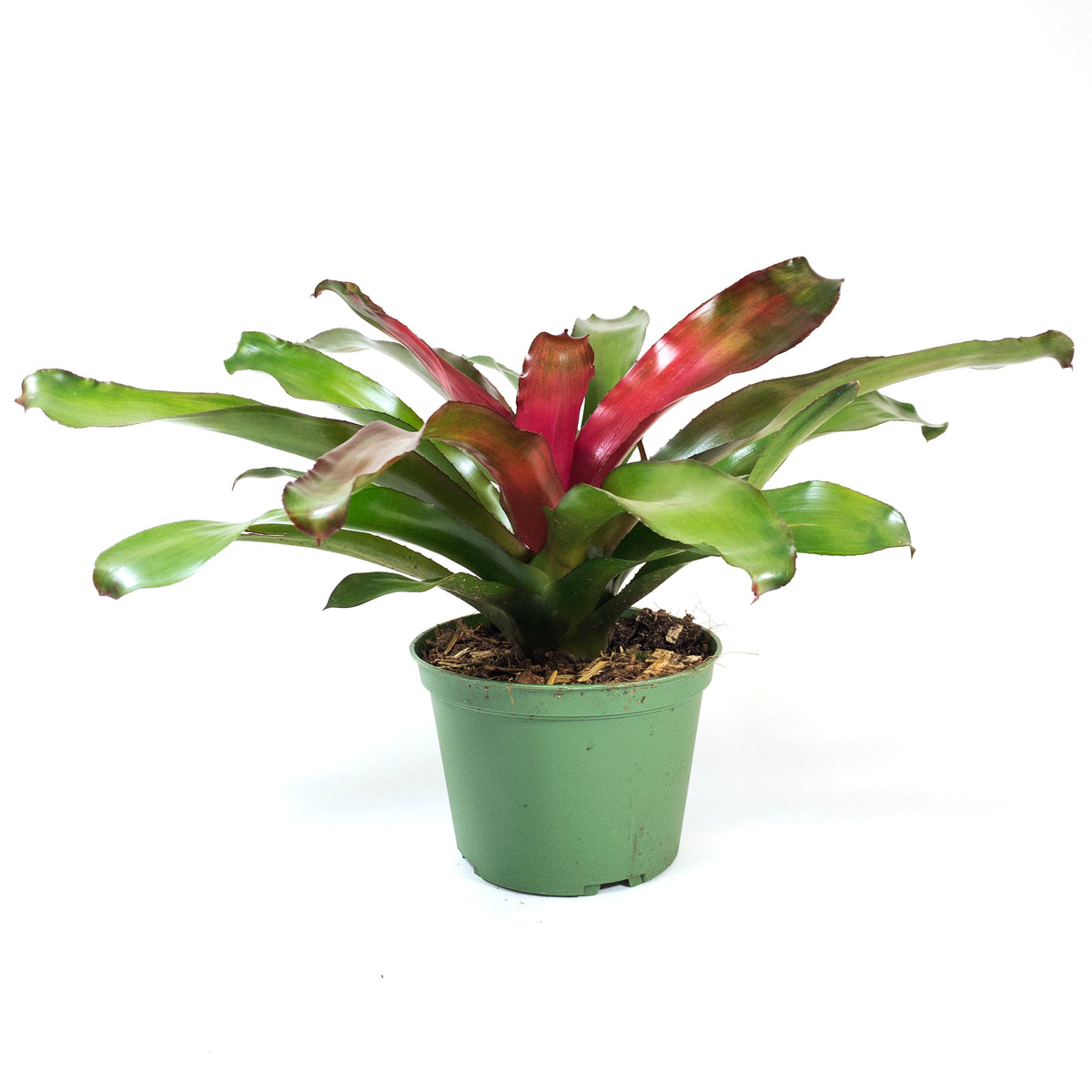 Bromeliad, 6in, Neoregelia Lila - Floral Acres Greenhouse & Garden Centre