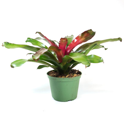 Bromeliad, 6in, Neoregelia Lila - Floral Acres Greenhouse & Garden Centre