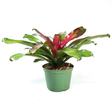 Load image into Gallery viewer, Bromeliad, 6in, Neoregelia Lila - Floral Acres Greenhouse &amp; Garden Centre
