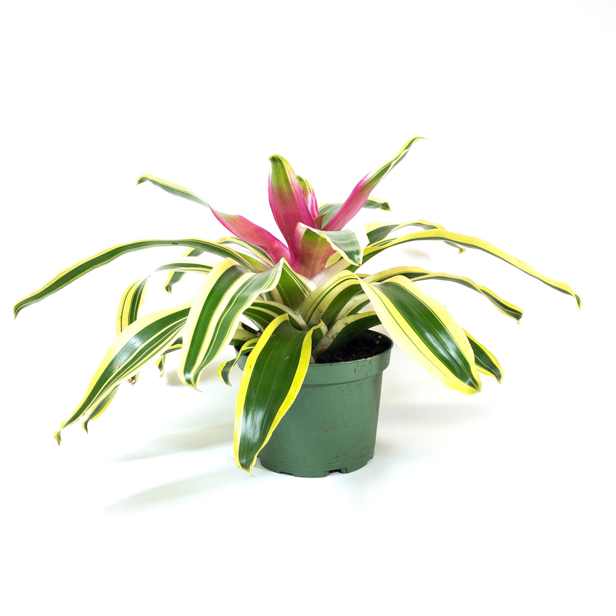 Bromeliad, 6in, Neoregelia Carolina - Floral Acres Greenhouse & Garden Centre