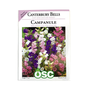 Canterbury Bells - Cup & Saucer Mixture Seeds, OSC