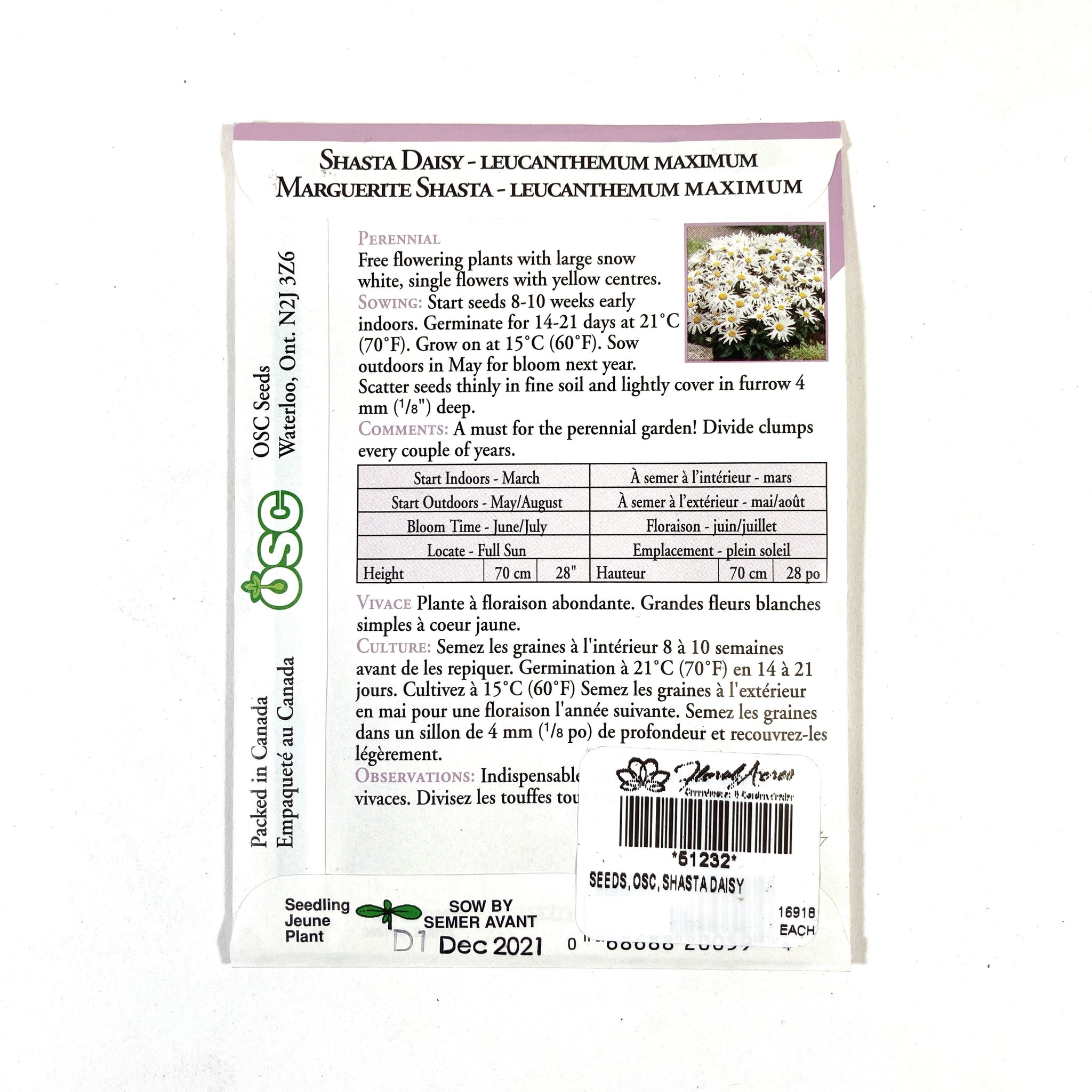 Organic Giant Shasta Daisy Seed - Adaptive Seeds