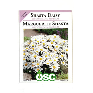 Shasta Daisy Seeds, OSC