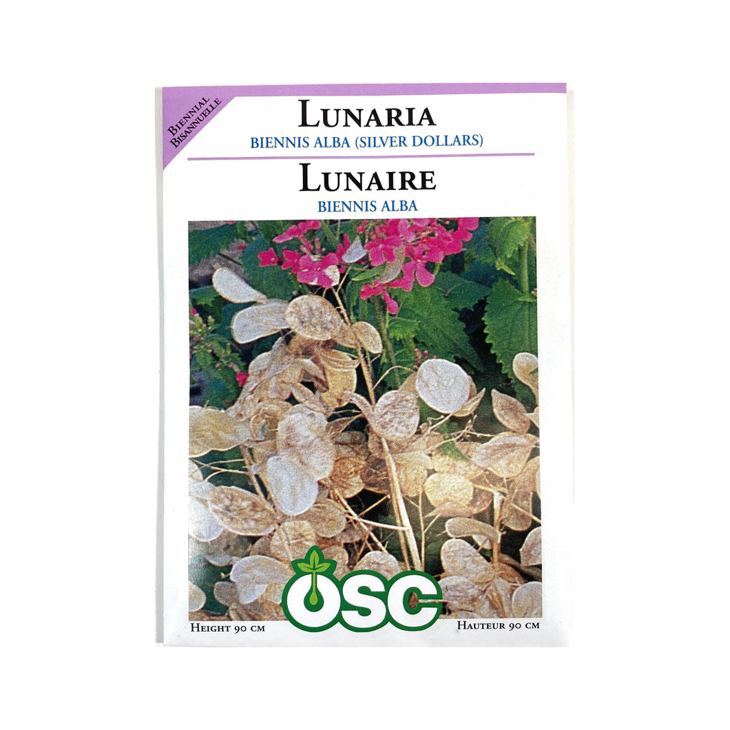 Lunaria - Silver Dollar Plant Seeds, OSC