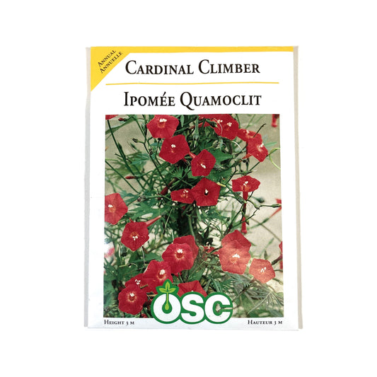 Cardinal Climber Seeds, OSC