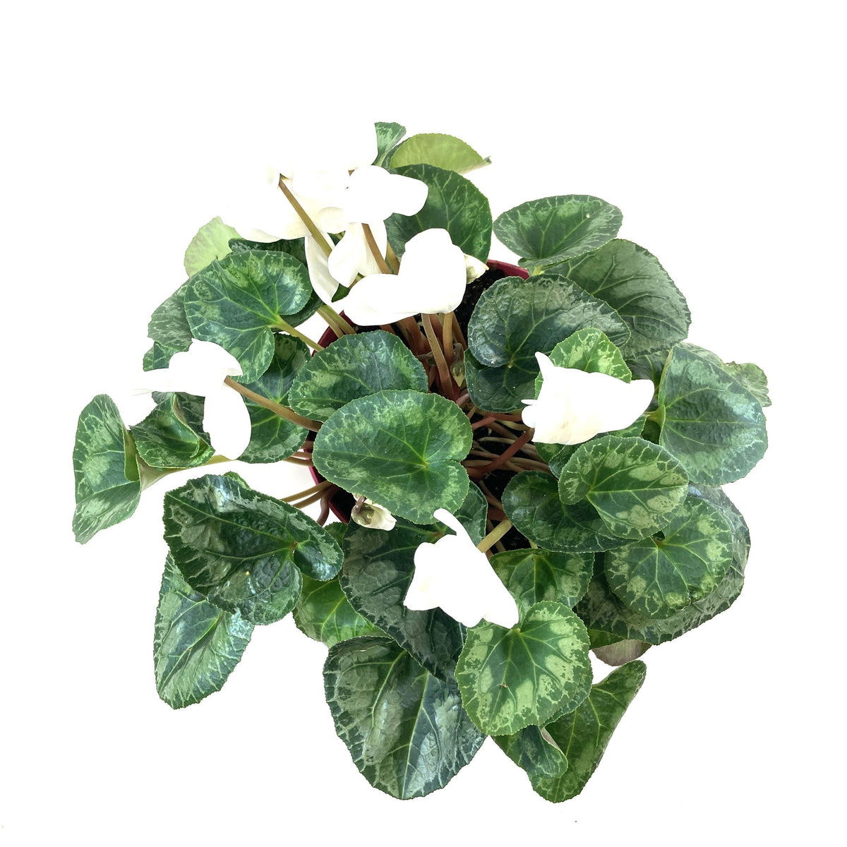 Cyclamen, 7.5in, Halios Asst - Floral Acres Greenhouse & Garden Centre