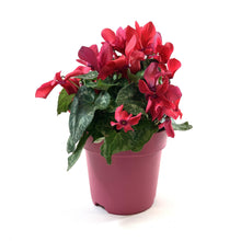 Load image into Gallery viewer, Cyclamen, 7.5in, Halios Asst - Floral Acres Greenhouse &amp; Garden Centre
