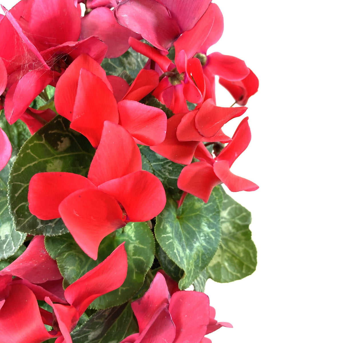 Cyclamen, 7.5in, Halios Asst - Floral Acres Greenhouse & Garden Centre