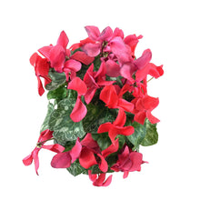 Load image into Gallery viewer, Cyclamen, 7.5in, Halios Asst - Floral Acres Greenhouse &amp; Garden Centre
