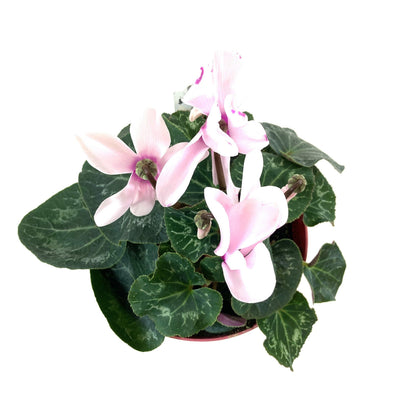 Cyclamen, 7.5in, Halios Asst - Floral Acres Greenhouse & Garden Centre