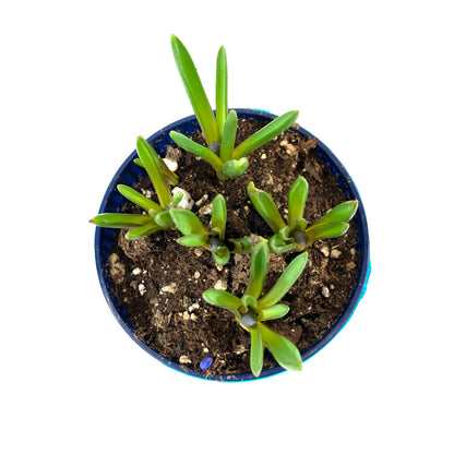 Hyacinth, 4in, Planted Bulb - Floral Acres Greenhouse & Garden Centre
